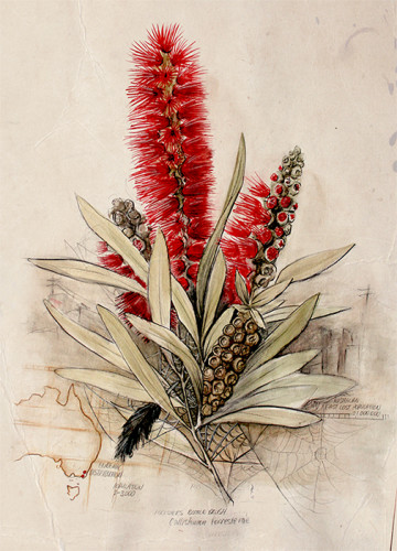 Callistemon Foresterae: Population 3000