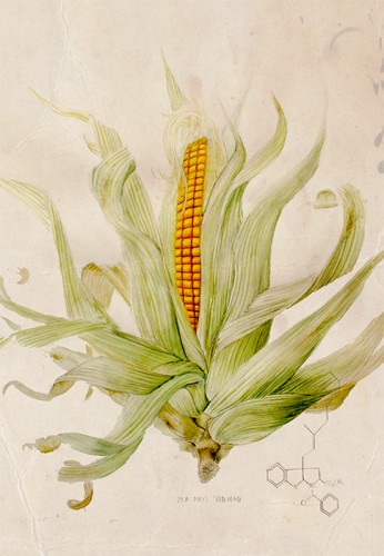 Taxonomy of Modern Corn.