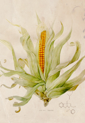 Taxonomy of Modern Corn.