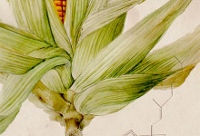 Taxonomy of Modern Corn. (c) Monsanto