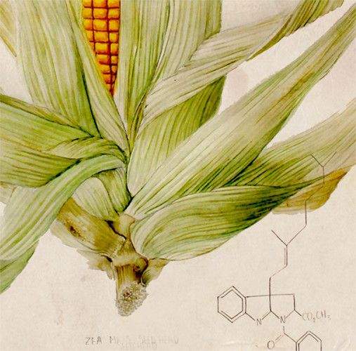 Taxonomy of Modern Corn. Detail