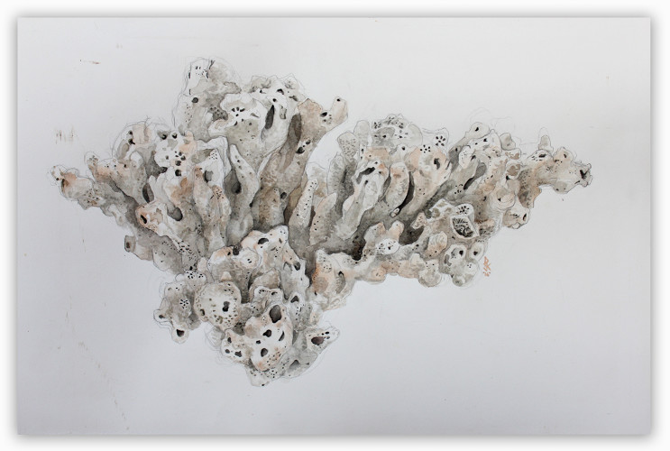 Bleached Coral. 2016 Pj Kalemba