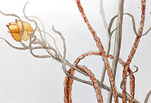 Leucchrysum albicans recovery plan 2016