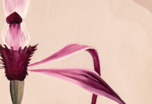 Symbiogenisis Project. Laughing Waters: Mural Restoration. 2025